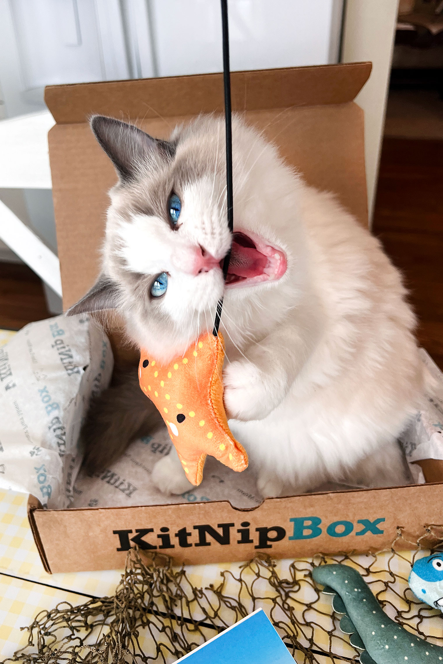 KitNipBox {Subscription Box for Cats!} Post 2